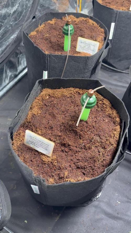 Sweet Seeds Fast F1 - 100%ChatGPT Guided