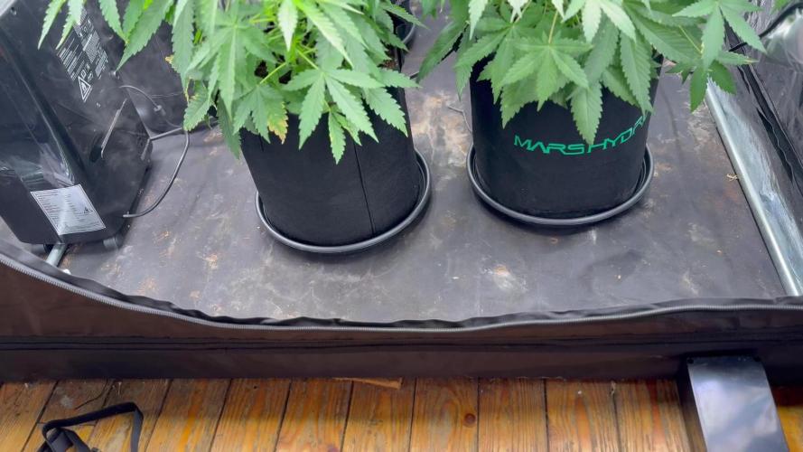 Sweet Seeds Fast F1 - 100%ChatGPT Guided