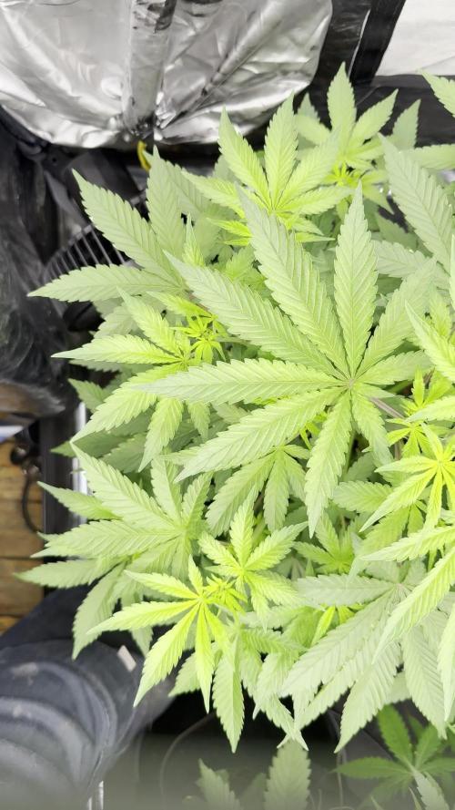 Sweet Seeds Fast F1 - 100%ChatGPT Guided