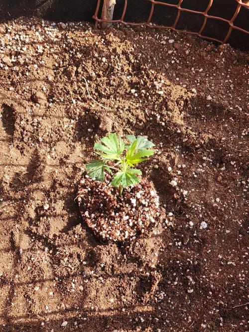 Hulkberry DeepRoot CloneCraft. Week 3