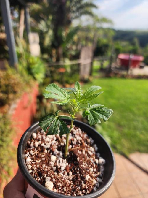 Hulkberry DeepRoot CloneCraft. Week 3