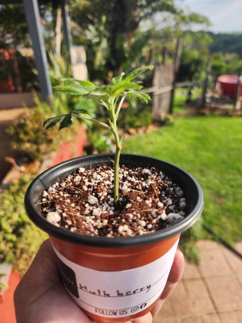 Hulkberry DeepRoot CloneCraft. Week 3