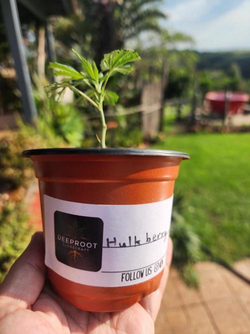 Hulkberry DeepRoot CloneCraft. Week 3