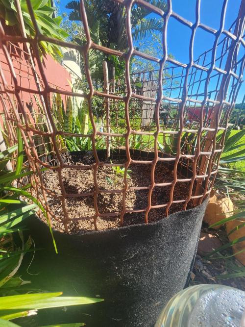 Hulkberry DeepRoot CloneCraft. Week 4