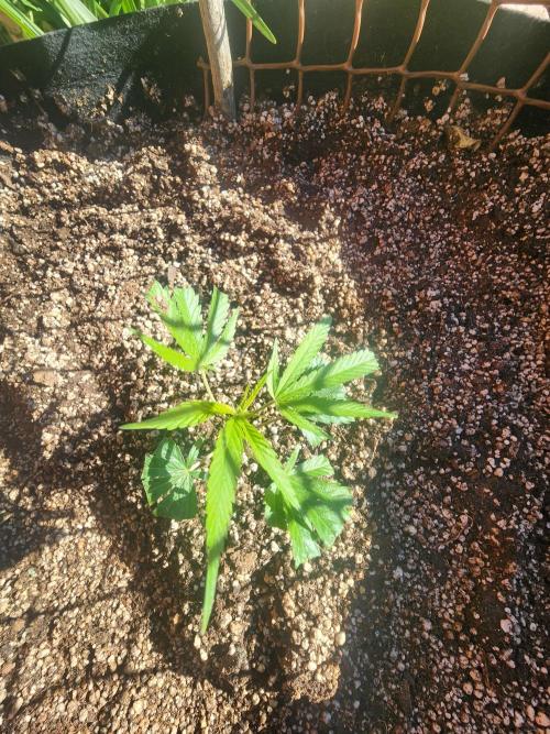 Hulkberry DeepRoot CloneCraft. Week 4