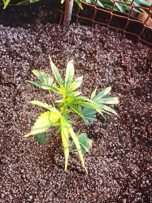 Hulkberry DeepRoot CloneCraft. Week 5
