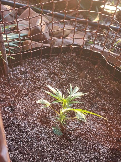 Hulkberry DeepRoot CloneCraft. Week 5