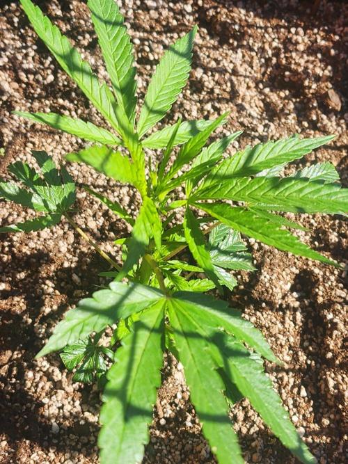 Hulkberry DeepRoot CloneCraft. Week 6