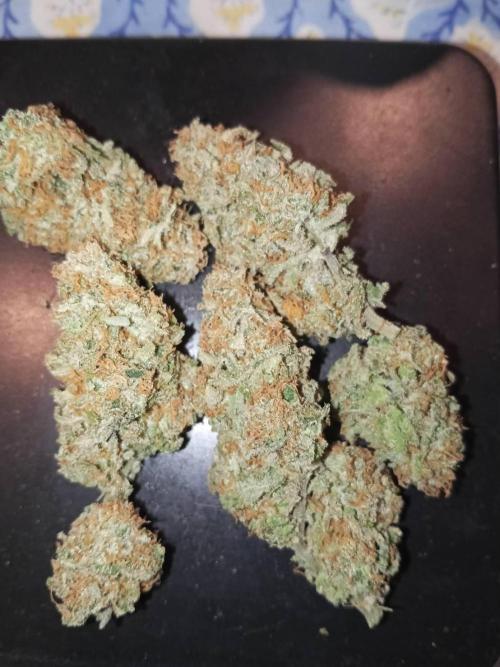 Northern Lights. Week 18