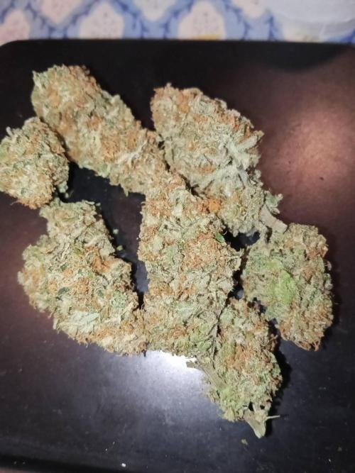 Northern Lights. Week 18