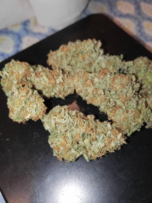 Northern Lights. Week 18