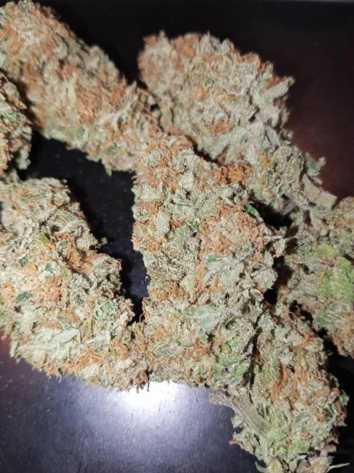 Northern Lights. Week 18