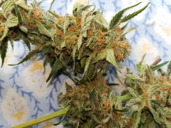 Northern Lights. Week 18 - Wet buds