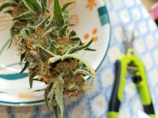 Northern Lights. Week 18 - Wet buds