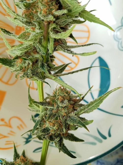 Northern Lights. Week 18 - Wet buds