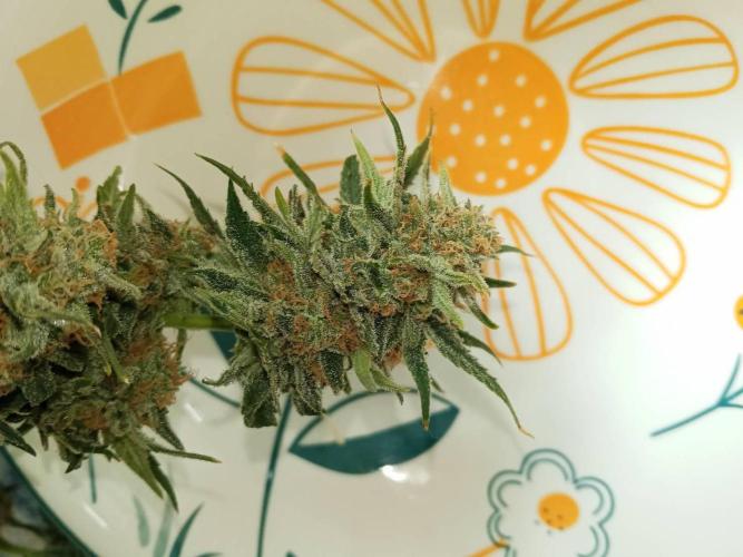 Northern Lights. Week 18 - Wet buds