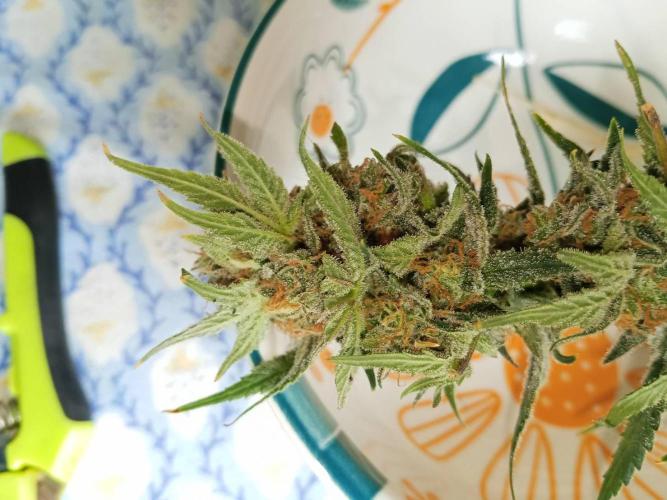 Northern Lights. Week 18 - Wet buds