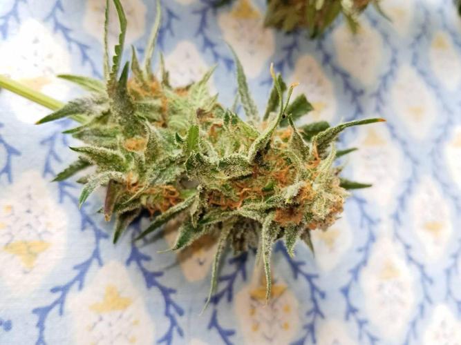 Northern Lights. Week 18 - Wet buds