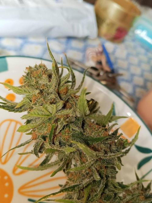 Northern Lights. Week 18 - Wet buds