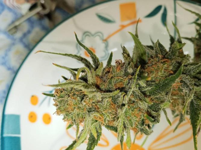 Northern Lights. Week 18 - Wet buds