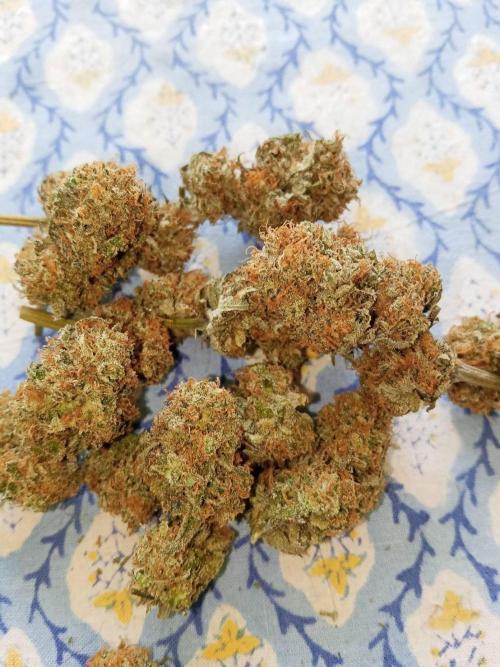 Northern Lights. Week 18