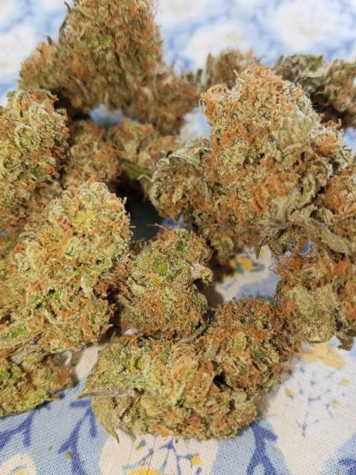 Northern Lights. Week 18