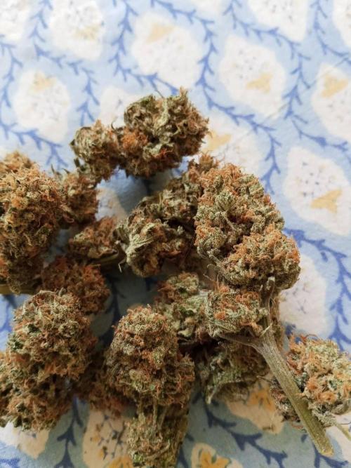 Northern Lights. Week 18