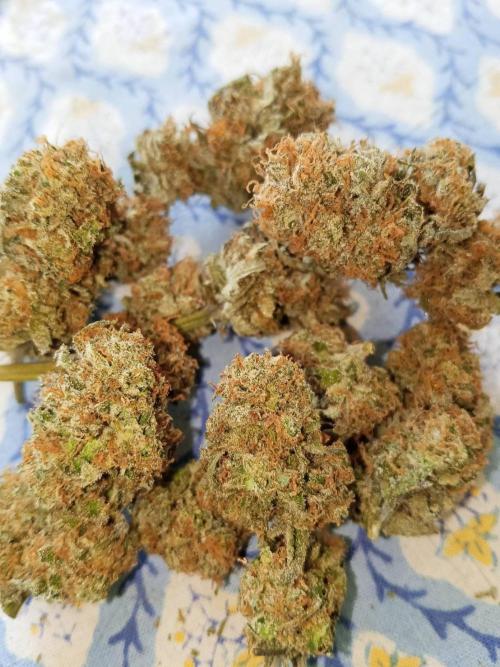 Northern Lights. Week 18