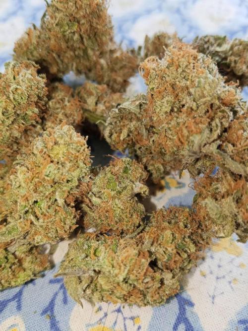 Northern Lights. Week 18