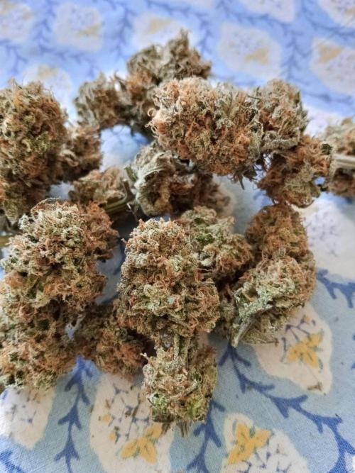 Northern Lights. Week 18