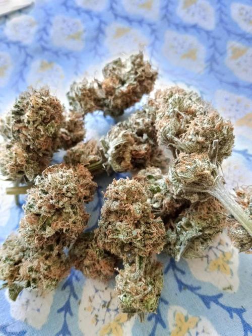 Northern Lights. Week 18