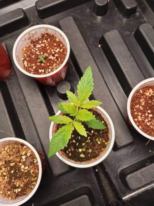 Grandpa Zombie. Week 3 - 13/01