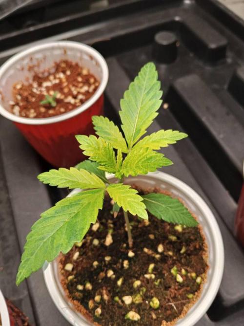 Grandpa Zombie. Week 3 - 13/01