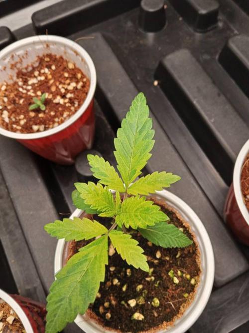 Grandpa Zombie. Week 3 - 13/01