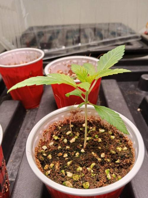 Grandpa Zombie. Week 3 - 13/01