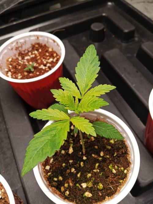 Grandpa Zombie. Week 3 - 13/01