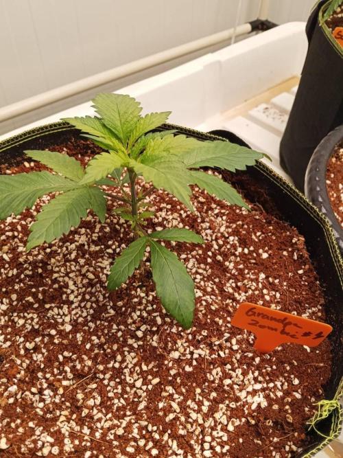 Grandpa Zombie. Week 5 - 23/01