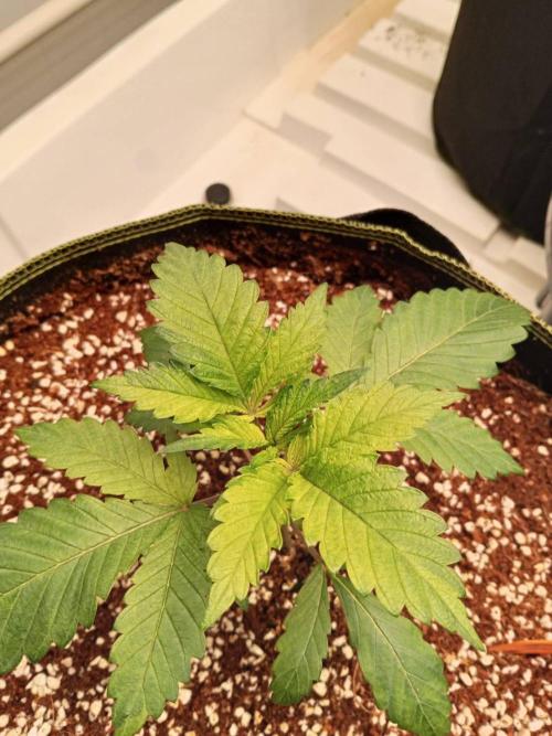 Grandpa Zombie. Week 5 - 23/01