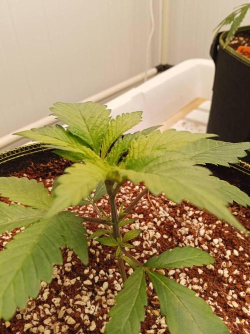 Grandpa Zombie. Week 5 - 23/01