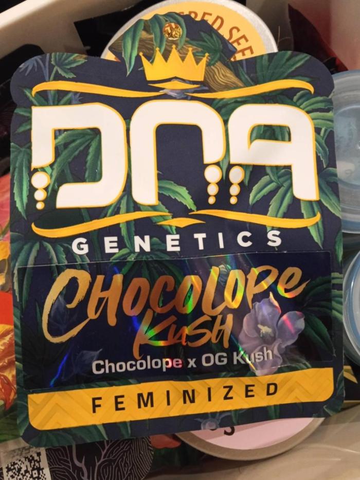 Chocoloupe Kush. Week 0