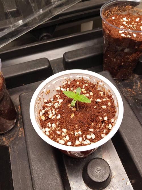 Chocoloupe Kush. Week 2 - 23/01