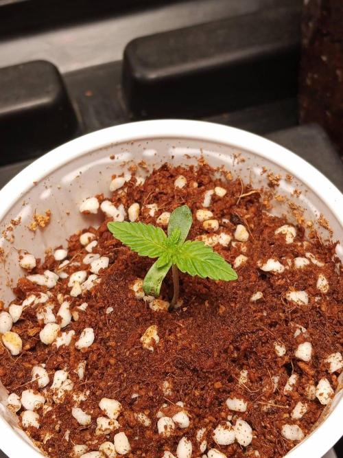 Chocoloupe Kush. Week 2 - 23/01