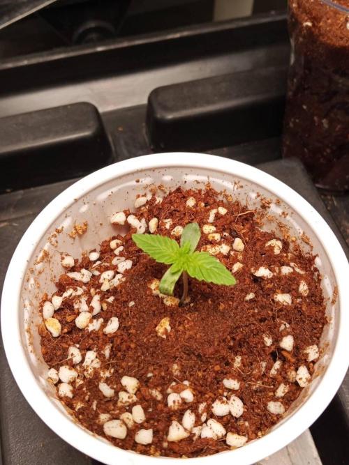 Chocoloupe Kush. Week 2 - 23/01