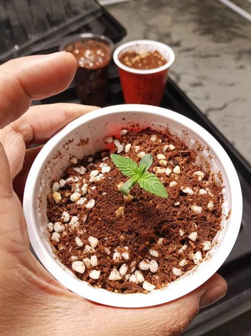 Chocoloupe Kush. Week 2 - 23/01