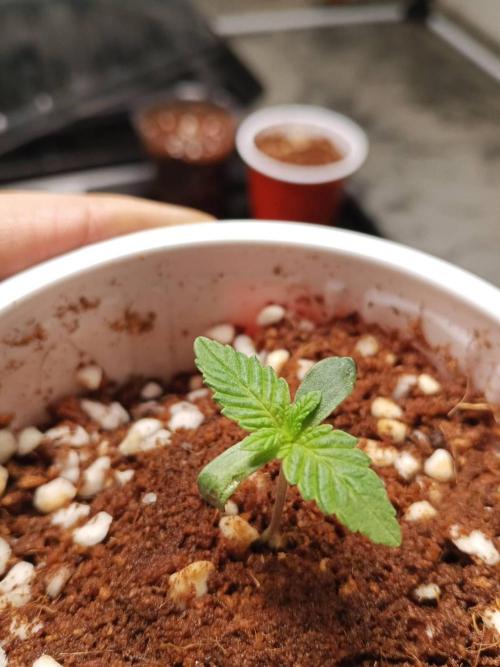 Chocoloupe Kush. Week 2 - 23/01