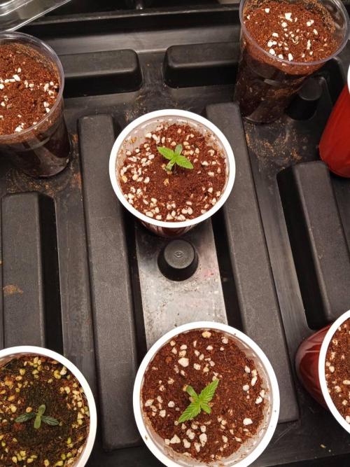 Chocoloupe Kush. Week 2 - 23/01