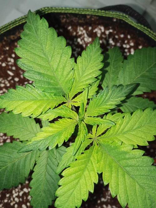 Grandpa Zombie. Week 5 - 25/01