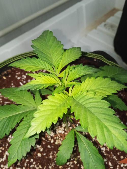 Grandpa Zombie. Week 5 - 25/01