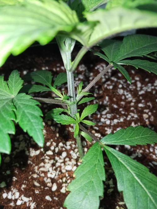 Grandpa Zombie. Week 5 - 25/01