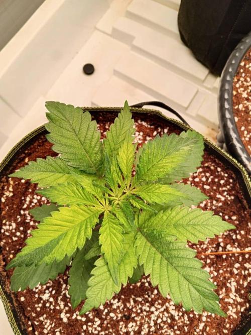 Grandpa Zombie. Week 6 - 28/01